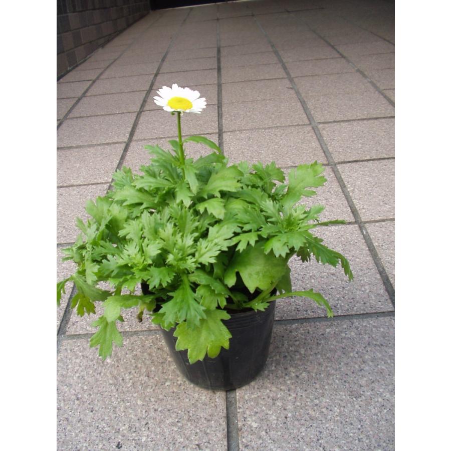 ノースポール スノーランド 花苗 3.5号ポット苗 : フラワーハウス