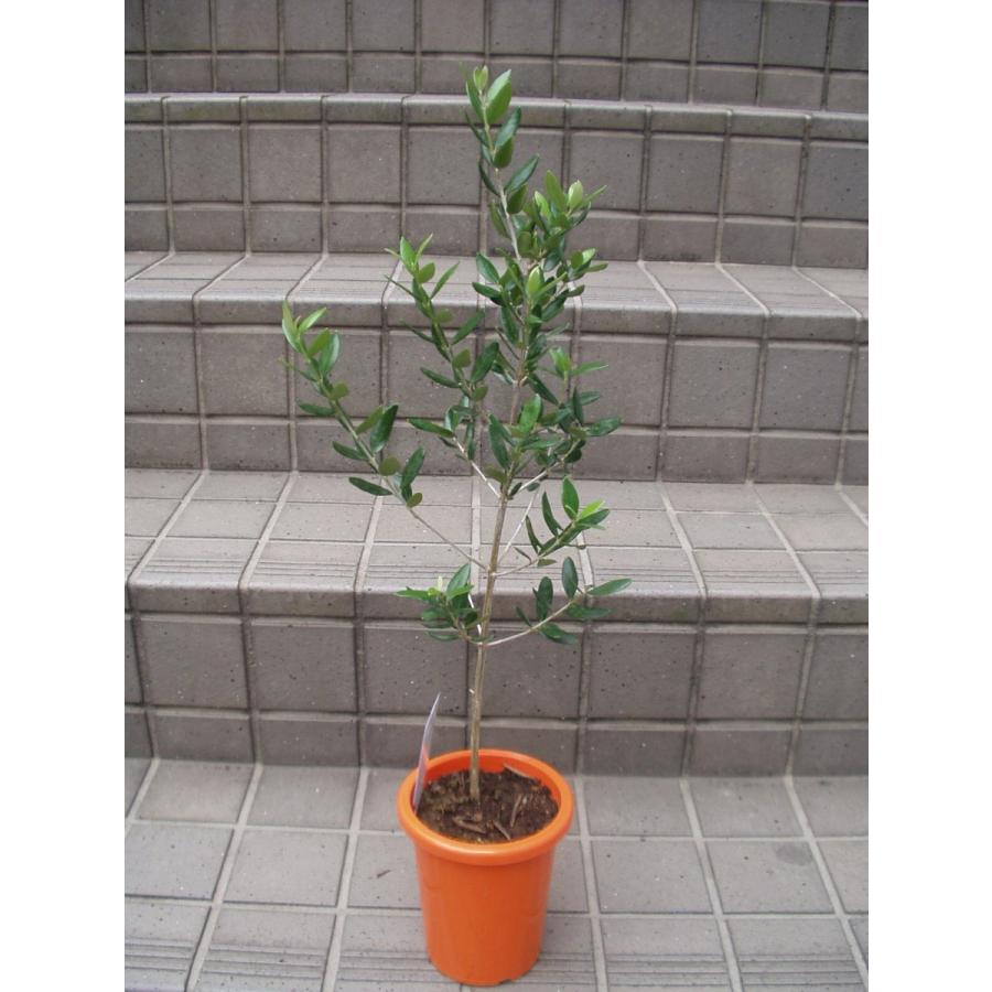 オリーブの木 マンザニロ 苗木 果樹 観葉植物 鉢植え ４号ポット苗 送料値下げあり Olibe Manzaniro 4 フラワーハウス シモン 通販 Yahoo ショッピング