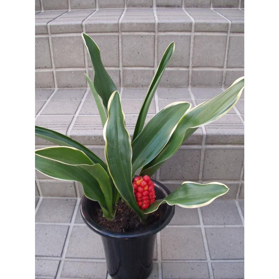 万年青 オモト 鉢植え 5号鉢 : フラワーハウス・シモン - 通販