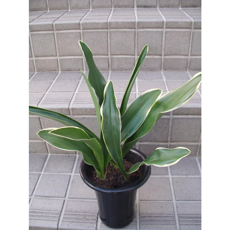 万年青 オモト 鉢植え 5号鉢 : フラワーハウス・シモン - 通販
