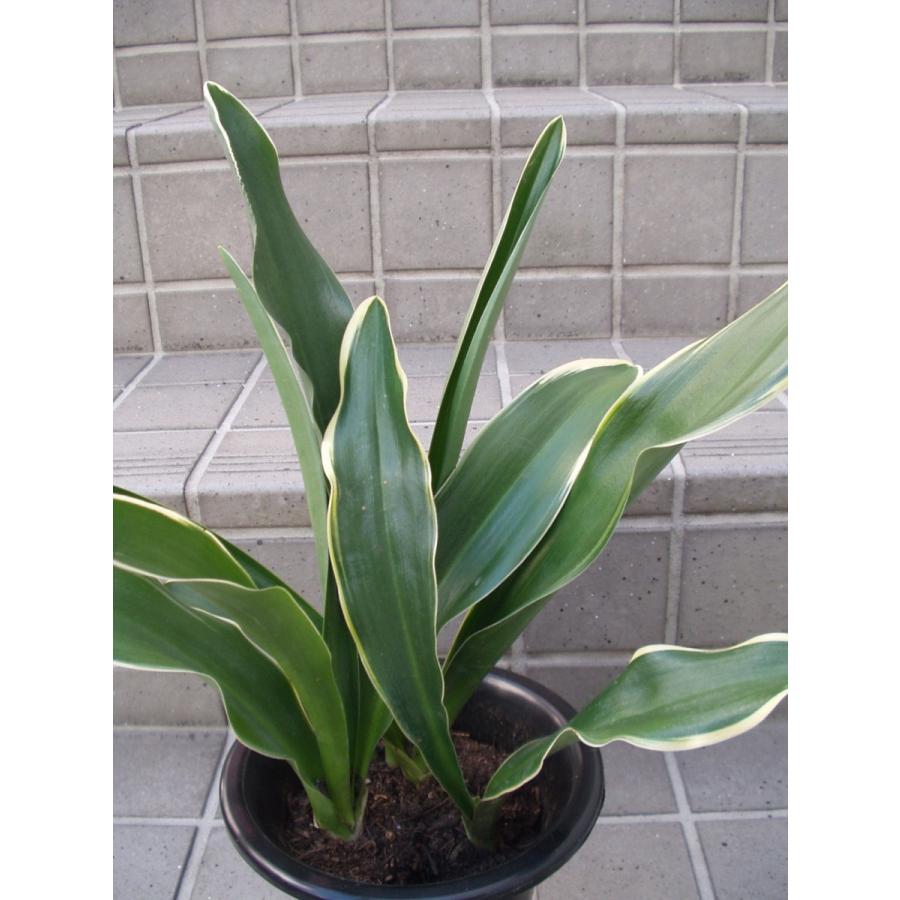 万年青 オモト 鉢植え 5号鉢 : フラワーハウス・シモン - 通販