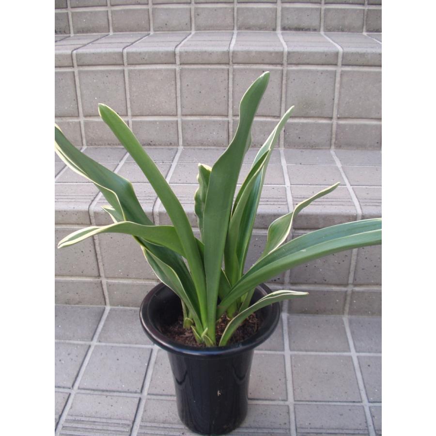 万年青 オモト 鉢植え 5号鉢 : フラワーハウス・シモン - 通販
