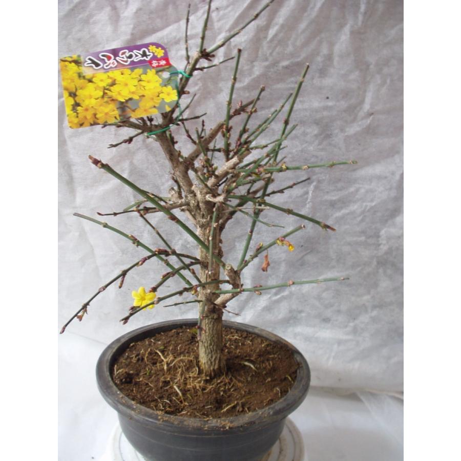 黄梅 盆栽仕立て・大株 鉢植え 6号鉢 送料値引きあり : フラワーハウス