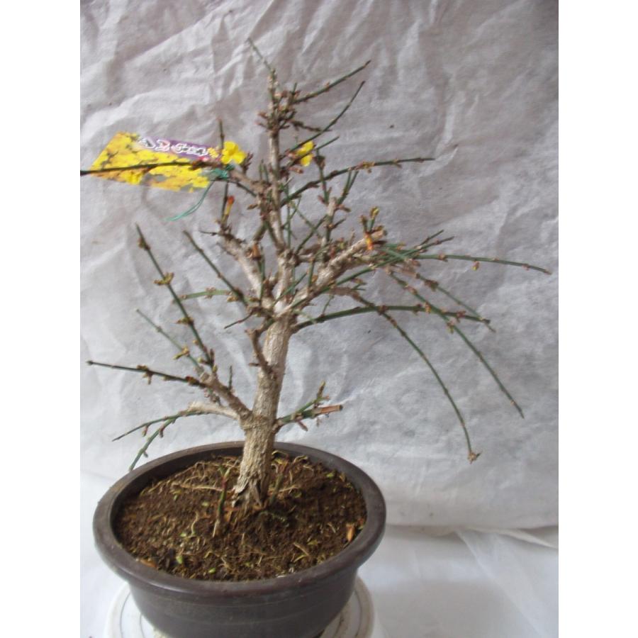 黄梅 盆栽仕立て・大株 鉢植え 6号鉢 送料値引きあり : フラワーハウス