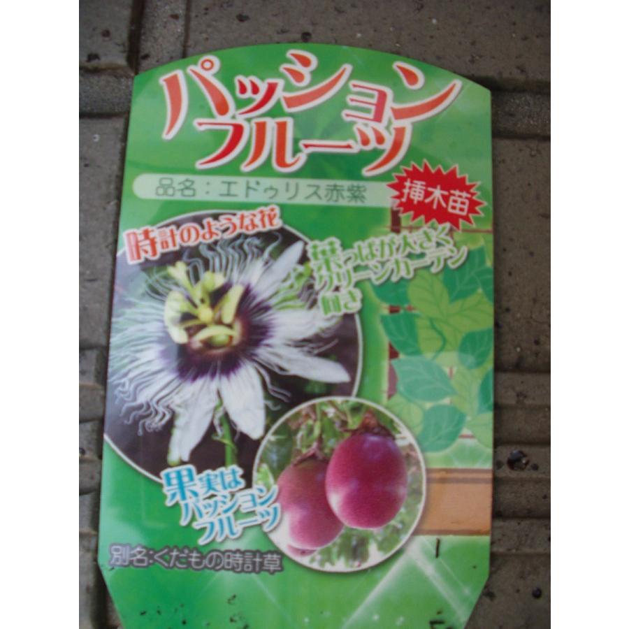 パッションフルーツ 苗木 果物トケイソウ 送料値引きあり Passhyon Nae 1 フラワーハウス シモン 通販 Yahoo ショッピング