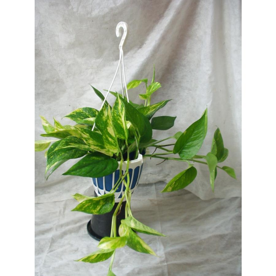 ポトス 観葉植物 5号吊り鉢 送料値引きあり 処分品 Potosu 3 フラワーハウス シモン 通販 Yahoo ショッピング