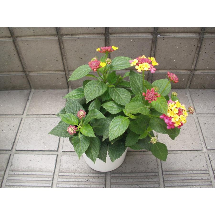 ランタナ 花鉢 七変化 花苗 4号鉢 送料値引きあり : フラワーハウス