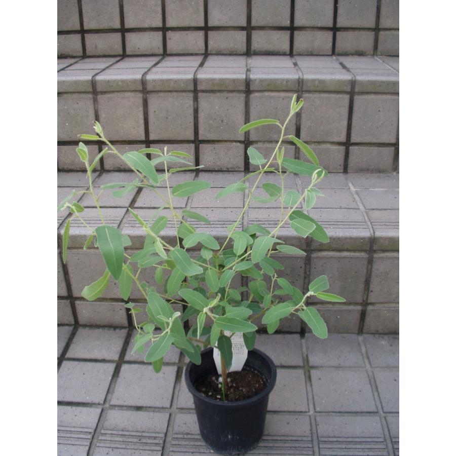 レモンユーカリ 苗 ４号鉢 送料値下げあり Remonyuukari 4gou フラワーハウス シモン 通販 Yahoo ショッピング