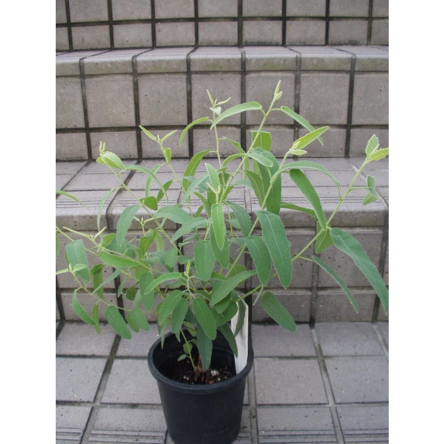 レモンユーカリ 苗 ４号鉢 送料値下げあり Remonyuukari 4gou フラワーハウス シモン 通販 Yahoo ショッピング