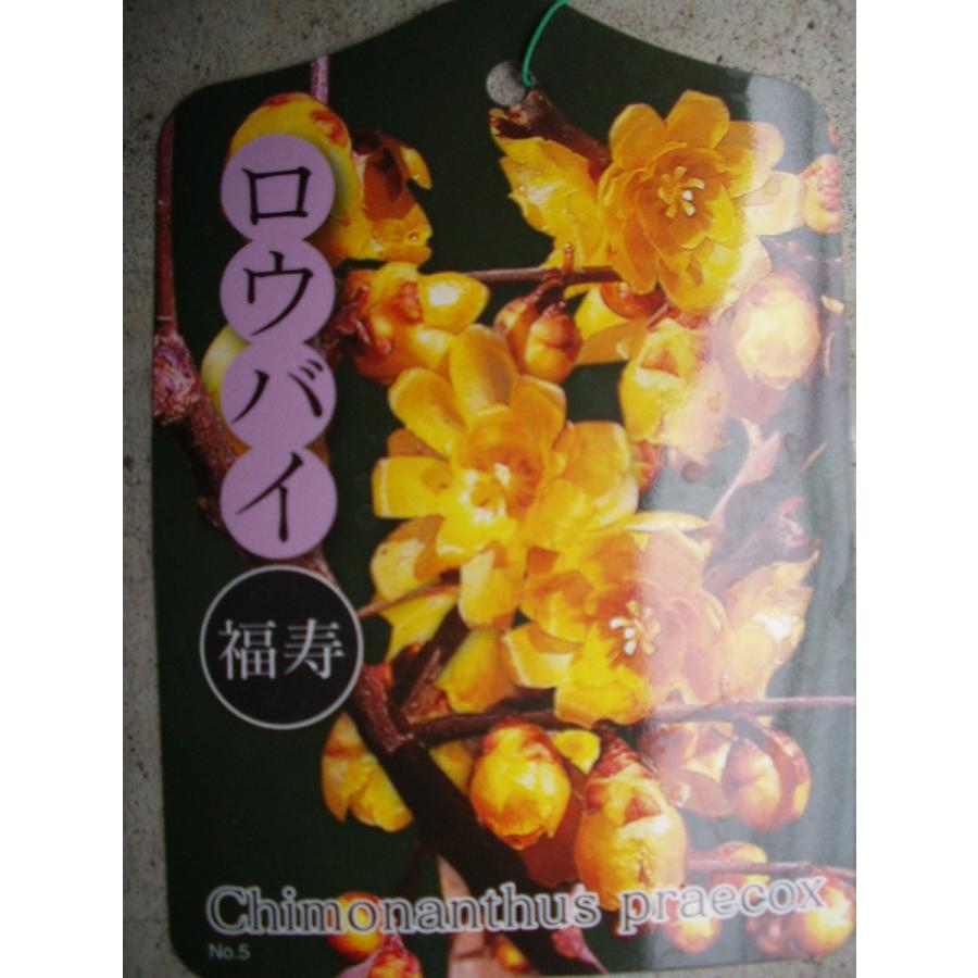 ロウバイ 福寿 花芽付き 大株7〜8号サイズ 苗木 1〜4日で発送(定休