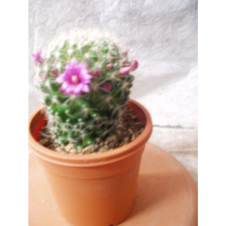 サボテン 多肉植物 観葉 鉢植え 花付き Sabotenn 1 フラワーハウス シモン 通販 Yahoo ショッピング