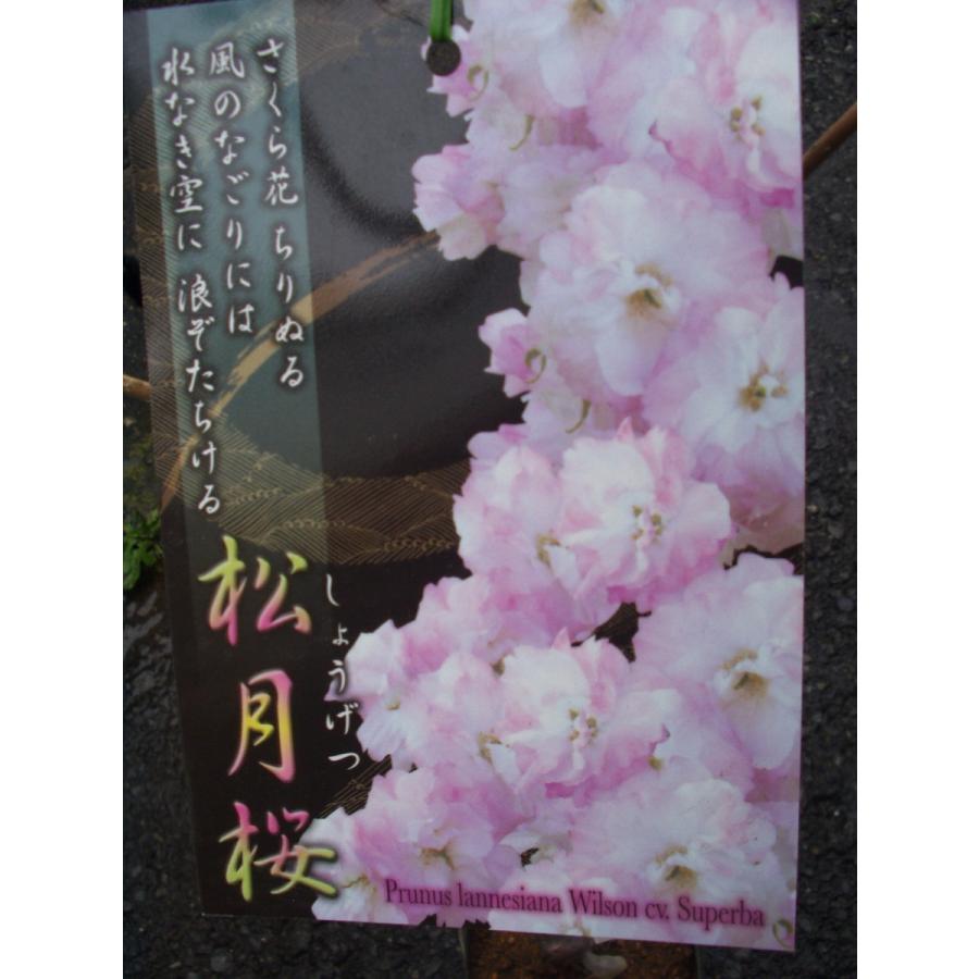 桜 松月桜 苗木 Sakura Syougetuzakura 1 フラワーハウス シモン 通販 Yahoo ショッピング