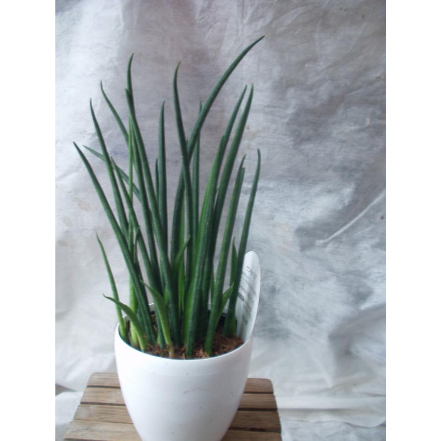 サンセベリア バキュラリス 観葉植物 トラノオ 3 5号鉢 Sanse 3 フラワーハウス シモン 通販 Yahoo ショッピング