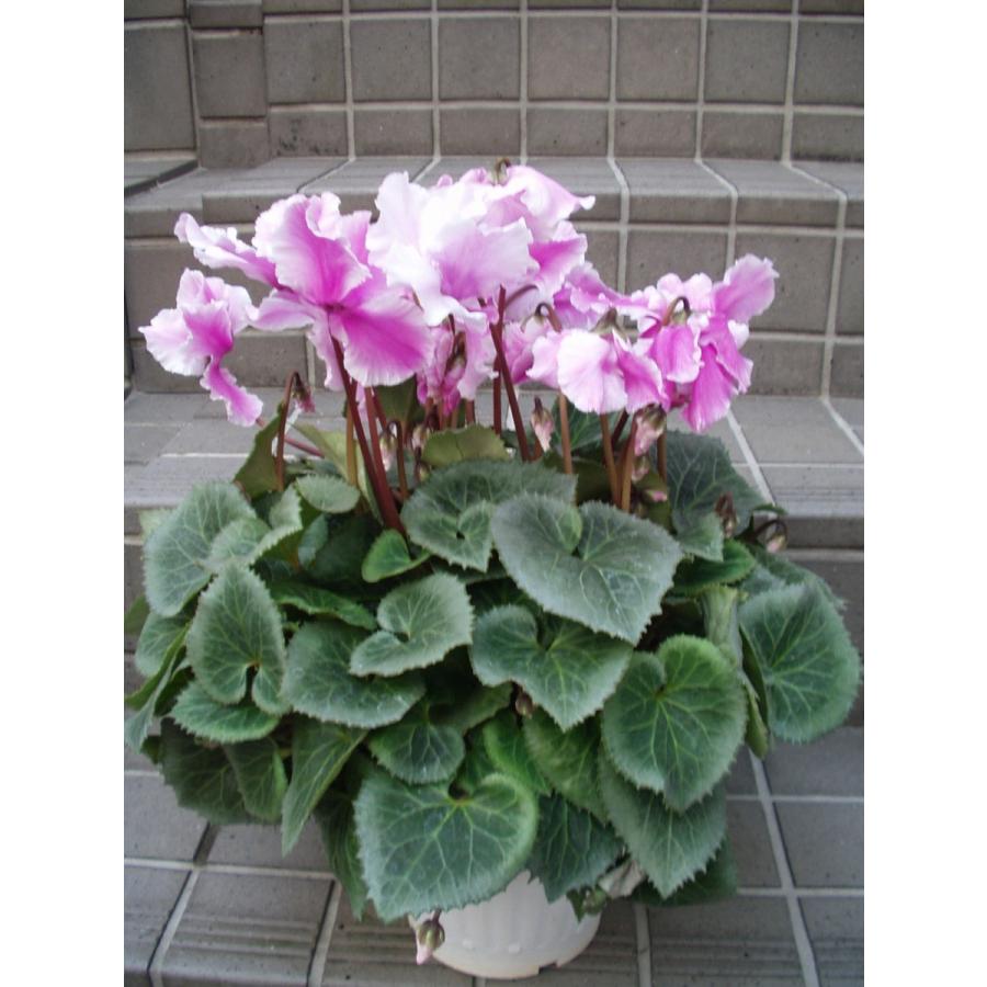 シクラメン大5500円中3500小1500円 最高級シクラメン 6号鉢より大きい6.5号鉢 大株 お歳暮 誕生日 お祝い