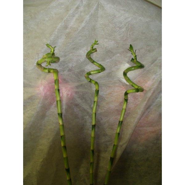 スパイラルバンブー　観葉植物　ラッキーバンブー　９０センチ｜flower-shimon｜04