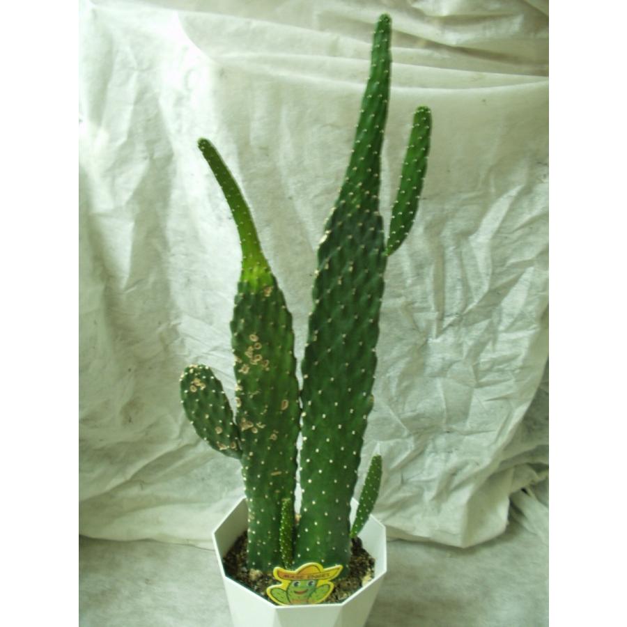 ウチワサボテン 墨烏帽子 2本植え 多肉植物 5号鉢 訳あり品 ウチワサボテン 墨烏帽子 2本植え 多肉植物 5号鉢 訳あり品