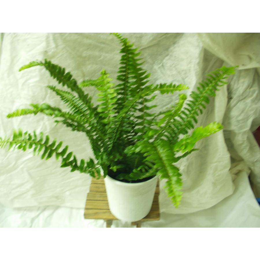 タマシダ ツデーシダ ネフロレピス 観葉植物 シダ植物 3.5号鉢 : フラワーハウス・シモン - 通販 - Yahoo!ショッピング