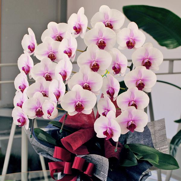 開店祝い 移転祝い 開院祝い 開業祝い 花 胡蝶蘭 3本立 セミアルバ 赤リップ 2Lサイズ 洋ラン 鉢 花 ギフト 誕生日 記念日 式典 | エーデルワイス花の贈り物 | 01