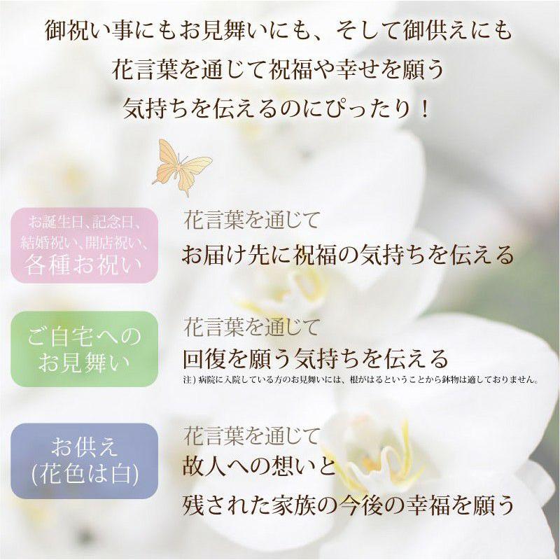 開店祝い 移転祝い 開院祝い 開業祝い 花 胡蝶蘭 3本立 セミアルバ 赤リップ 2Lサイズ 洋ラン 鉢 花 ギフト 誕生日 記念日 式典 | エーデルワイス花の贈り物 | 06