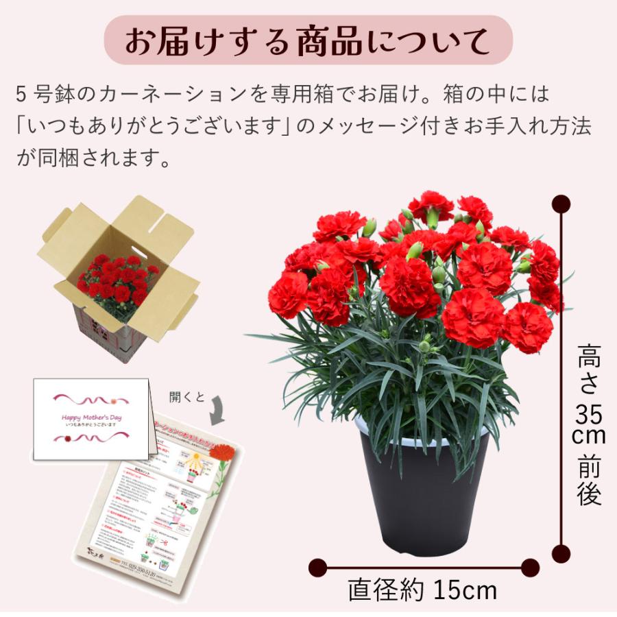 母の日 ギフト カーネーション 花  ははの日 2026 生花 60代 70代 80代 フラワーギフト 25色から選べる 産地直送 カーネーション5号鉢 スタンダード 25色 | エーデルワイス花の贈り物 | 35