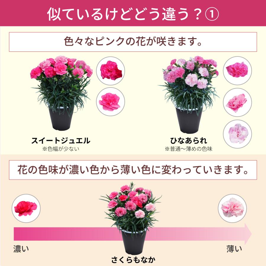 母の日 まだ間に合う 2026 日付指定可能 花 ギフト カーネーション 鉢植え スタンダード 5号 25色から選べる 産地直送 生花 2026母の日 60代 70代 80代 | エーデルワイス花の贈り物 | 36