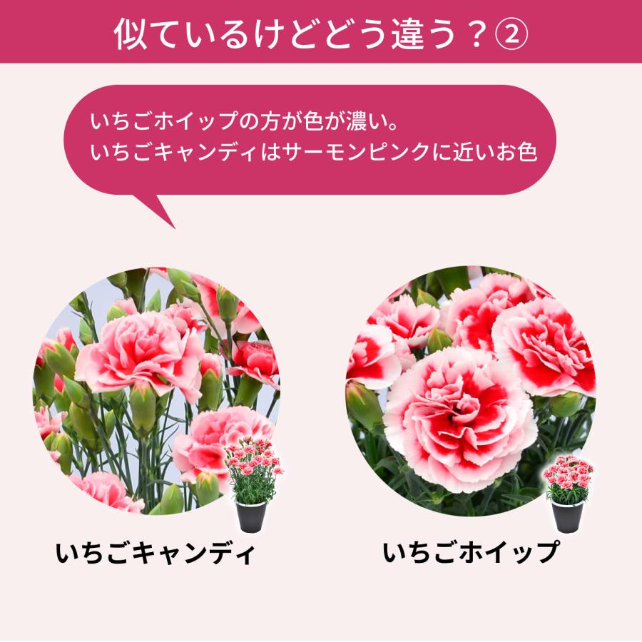 母の日 まだ間に合う 2026 日付指定可能 花 ギフト カーネーション 鉢植え スタンダード 5号 25色から選べる 産地直送 生花 2026母の日 60代 70代 80代 | エーデルワイス花の贈り物 | 37