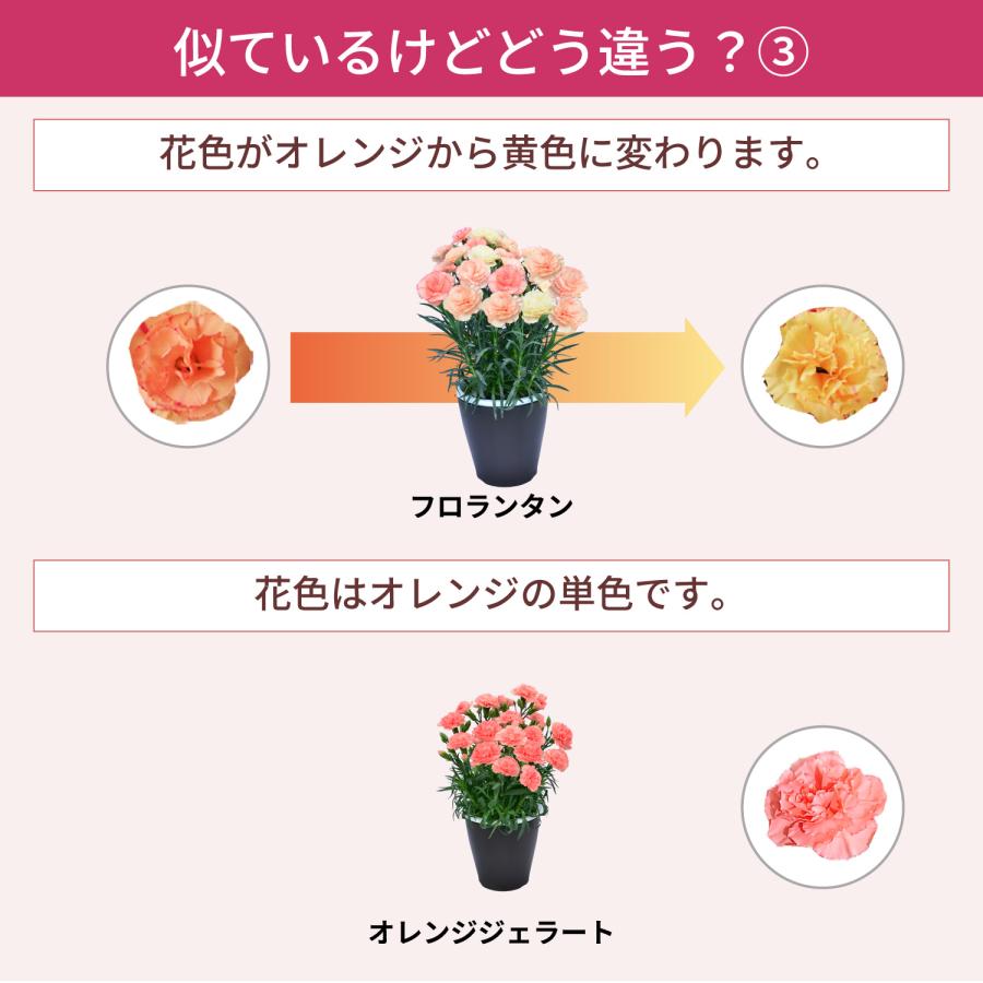 母の日 まだ間に合う 2026 日付指定可能 花 ギフト カーネーション 鉢植え スタンダード 5号 25色から選べる 産地直送 生花 2026母の日 60代 70代 80代 | エーデルワイス花の贈り物 | 38