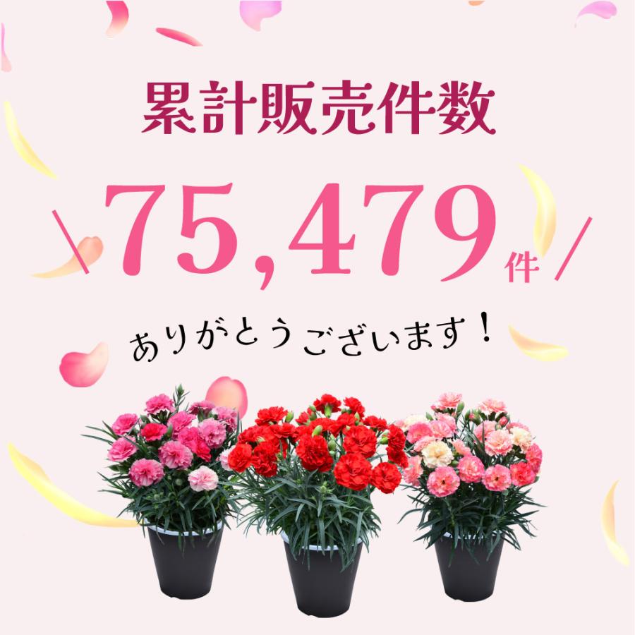 母の日 ギフト カーネーション 花  ははの日 2026 生花 60代 70代 80代 フラワーギフト 25色から選べる 産地直送 カーネーション5号鉢 スタンダード 25色 | エーデルワイス花の贈り物 | 38