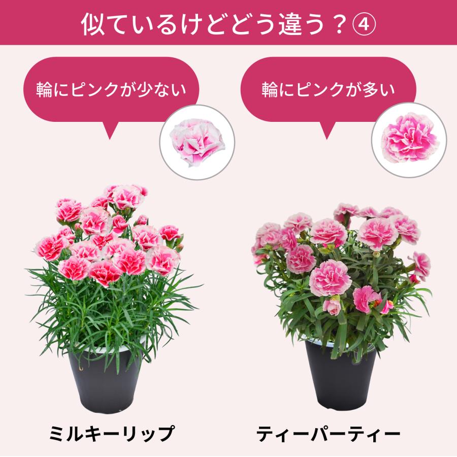 母の日 まだ間に合う 2026 日付指定可能 花 ギフト カーネーション 鉢植え スタンダード 5号 25色から選べる 産地直送 生花 2026母の日 60代 70代 80代 | エーデルワイス花の贈り物 | 39