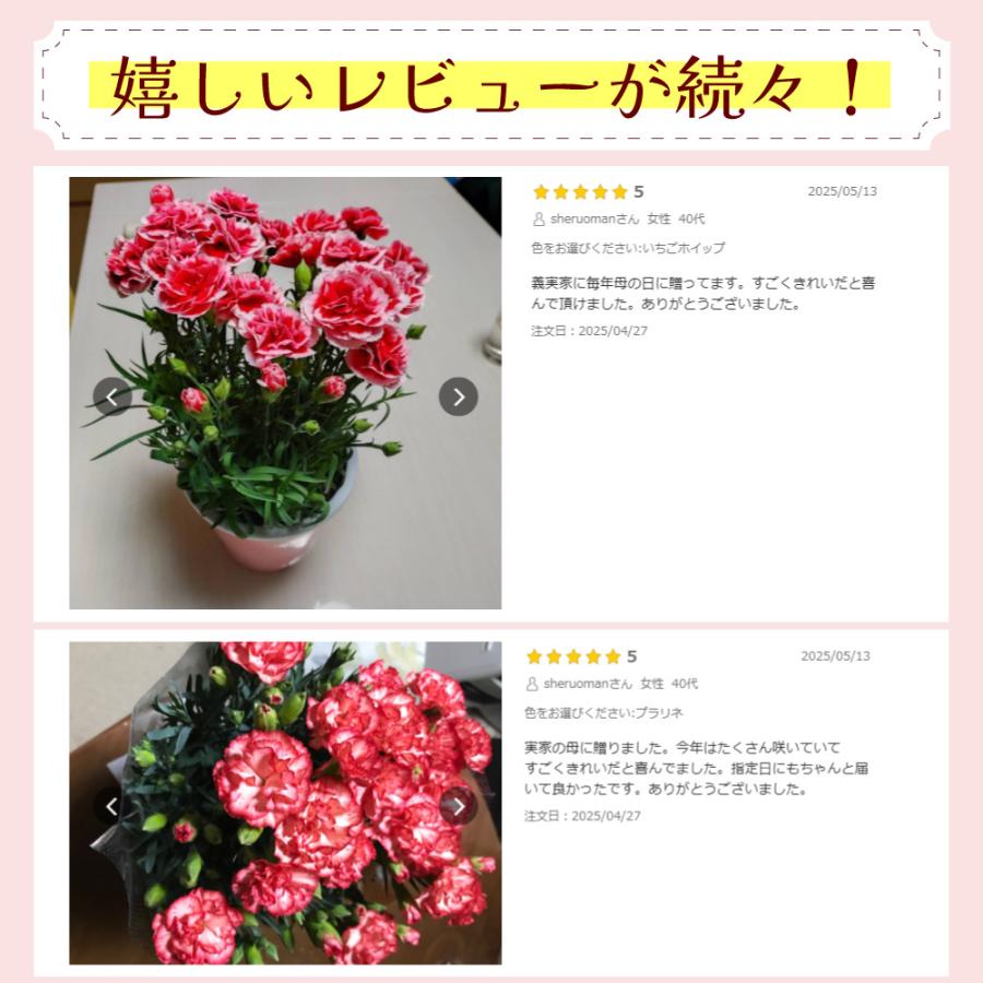 母の日 ギフト カーネーション 花  ははの日 2026 生花 60代 70代 80代 フラワーギフト 25色から選べる 産地直送 カーネーション5号鉢 スタンダード 25色 | エーデルワイス花の贈り物 | 39