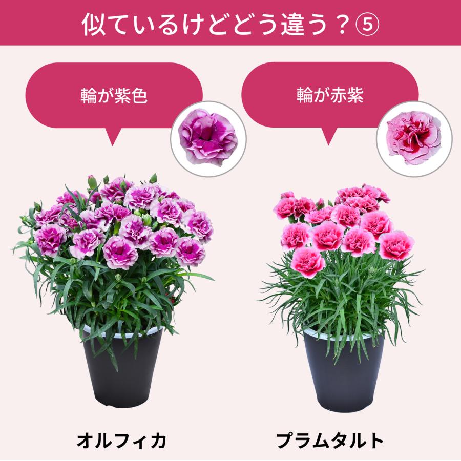 母の日 まだ間に合う 2026 日付指定可能 花 ギフト カーネーション 鉢植え スタンダード 5号 25色から選べる 産地直送 生花 2026母の日 60代 70代 80代 | エーデルワイス花の贈り物 | 40