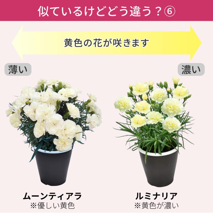 母の日 まだ間に合う 2026 日付指定可能 花 ギフト カーネーション 鉢植え スタンダード 5号 25色から選べる 産地直送 生花 2026母の日 60代 70代 80代 | エーデルワイス花の贈り物 | 41
