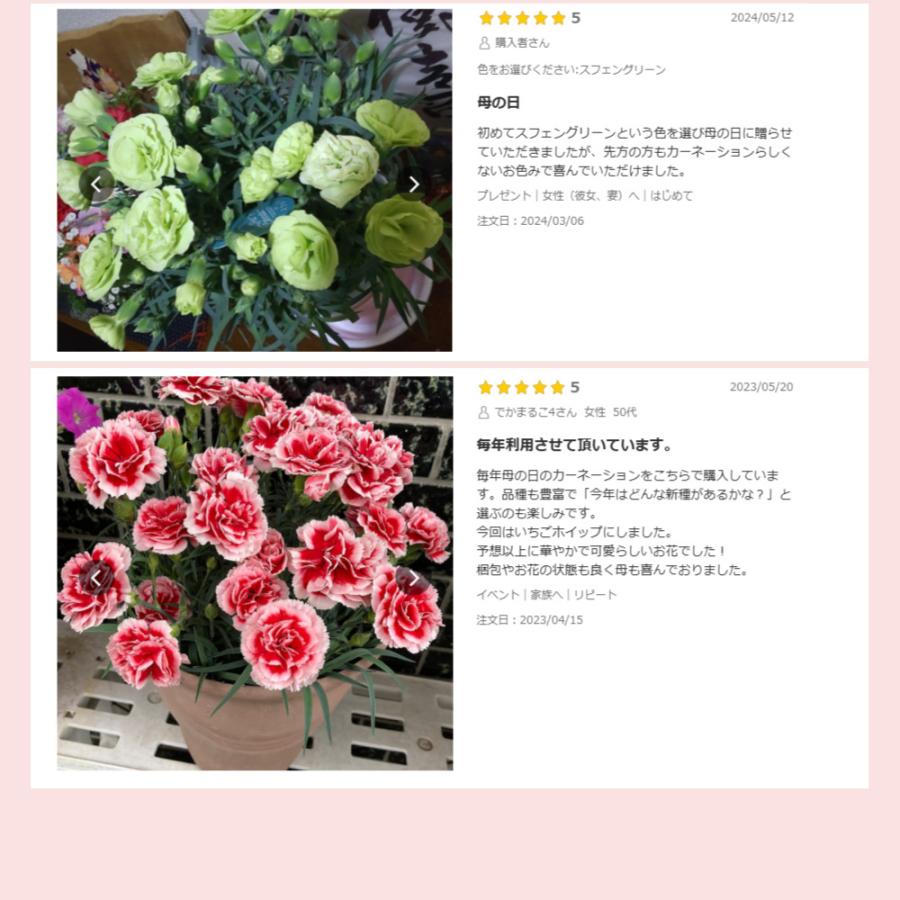 母の日 ギフト カーネーション 花  ははの日 2026 生花 60代 70代 80代 フラワーギフト 25色から選べる 産地直送 カーネーション5号鉢 スタンダード 25色 | エーデルワイス花の贈り物 | 41