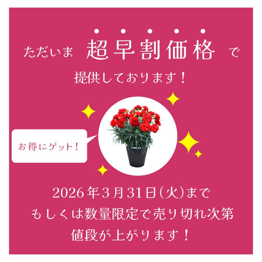 母の日 ギフト カーネーション 花  ははの日 2026 生花 60代 70代 80代 フラワーギフト 25色から選べる 産地直送 カーネーション5号鉢 スタンダード 25色 | エーデルワイス花の贈り物 | 42