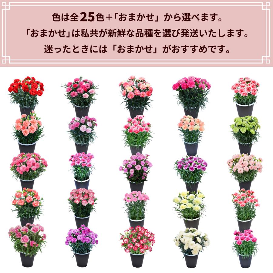 母の日 まだ間に合う 2026 日付指定可能 花 ギフト カーネーション 鉢植え スタンダード 5号 25色から選べる 産地直送 生花 2026母の日 60代 70代 80代 | エーデルワイス花の贈り物 | 27