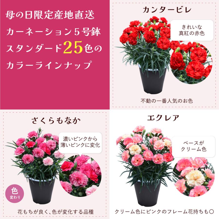 母の日 ギフト カーネーション 花  ははの日 2026 生花 60代 70代 80代 フラワーギフト 25色から選べる 産地直送 カーネーション5号鉢 スタンダード 25色 | エーデルワイス花の贈り物 | 27