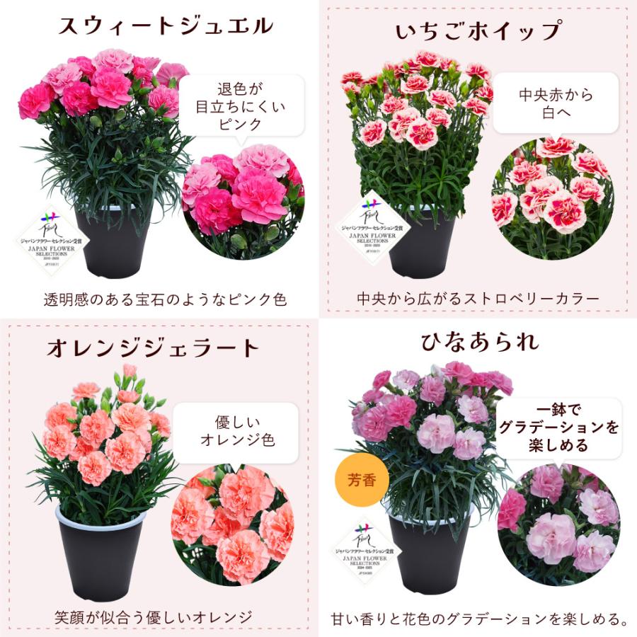 母の日 ギフト カーネーション 花  ははの日 2026 生花 60代 70代 80代 フラワーギフト 25色から選べる 産地直送 カーネーション5号鉢 スタンダード 25色 | エーデルワイス花の贈り物 | 28