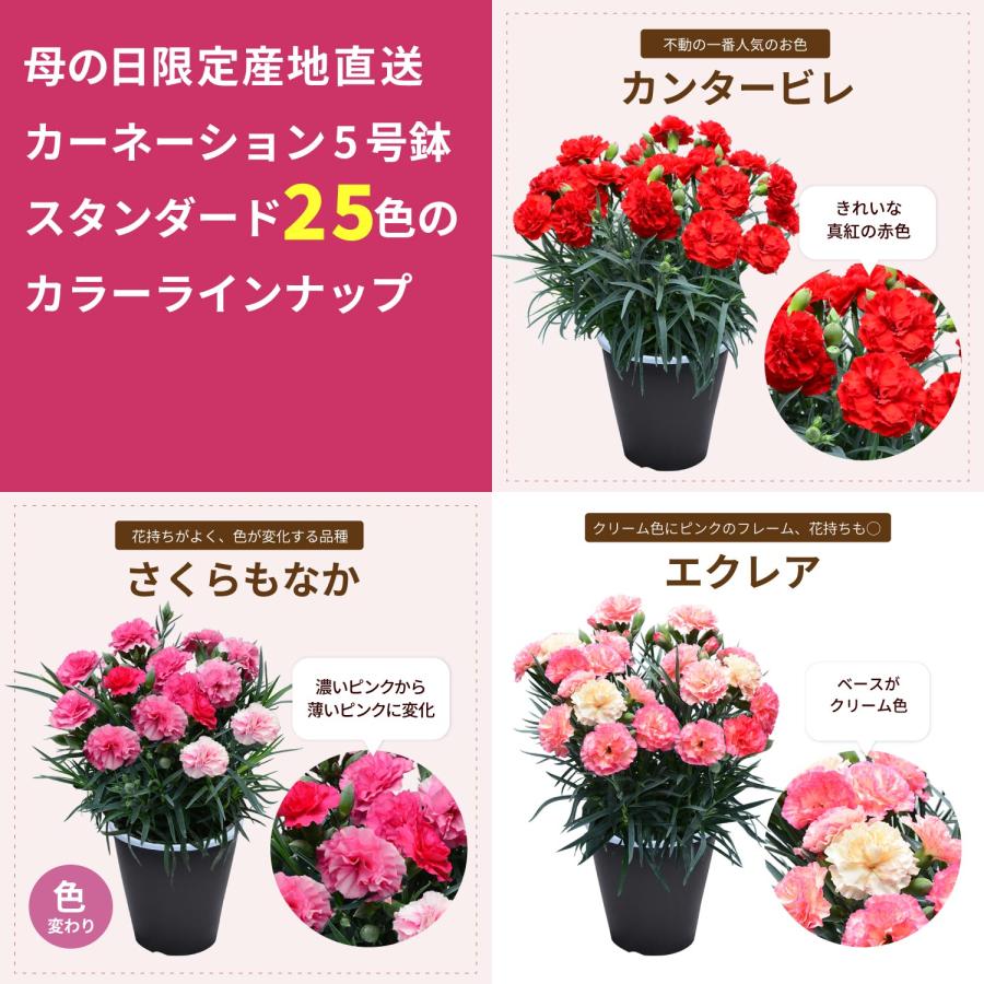 母の日 まだ間に合う 2026 日付指定可能 花 ギフト カーネーション 鉢植え スタンダード 5号 25色から選べる 産地直送 生花 2026母の日 60代 70代 80代 | エーデルワイス花の贈り物 | 29