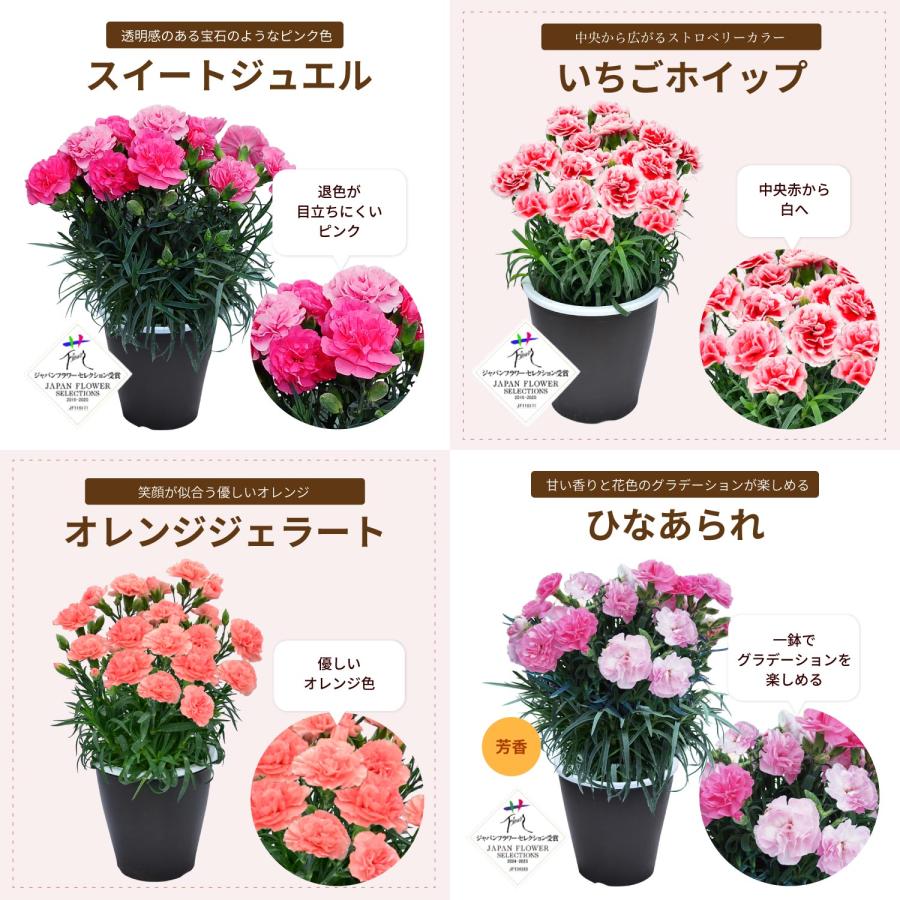 母の日 まだ間に合う 2026 日付指定可能 花 ギフト カーネーション 鉢植え スタンダード 5号 25色から選べる 産地直送 生花 2026母の日 60代 70代 80代 | エーデルワイス花の贈り物 | 30