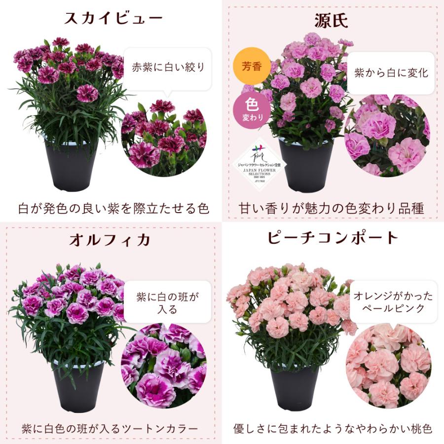 母の日 ギフト カーネーション 花  ははの日 2026 生花 60代 70代 80代 フラワーギフト 25色から選べる 産地直送 カーネーション5号鉢 スタンダード 25色 | エーデルワイス花の贈り物 | 30