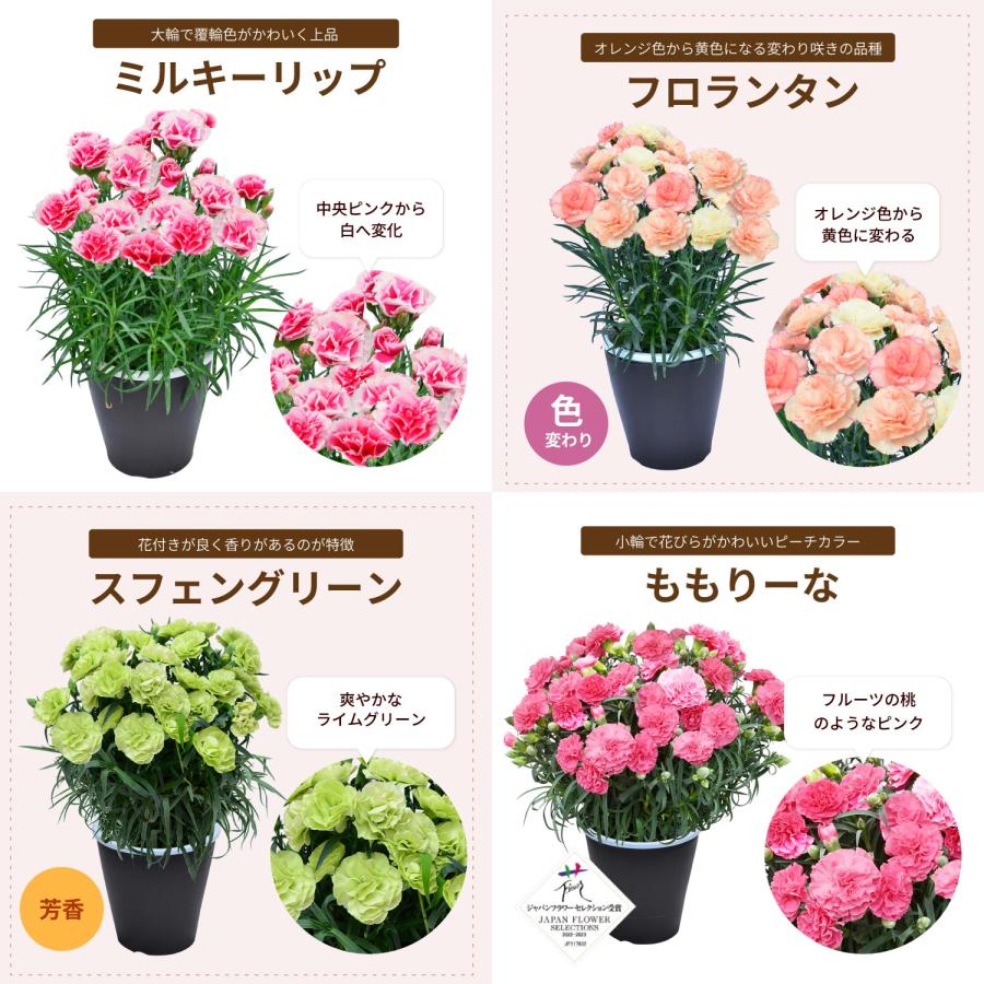母の日 まだ間に合う 2026 日付指定可能 花 ギフト カーネーション 鉢植え スタンダード 5号 25色から選べる 産地直送 生花 2026母の日 60代 70代 80代 | エーデルワイス花の贈り物 | 31