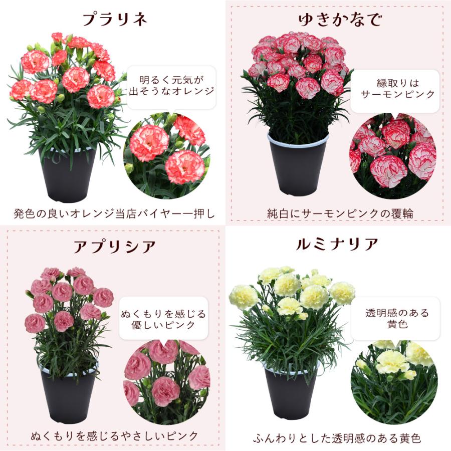 母の日 ギフト カーネーション 花  ははの日 2026 生花 60代 70代 80代 フラワーギフト 25色から選べる 産地直送 カーネーション5号鉢 スタンダード 25色 | エーデルワイス花の贈り物 | 31
