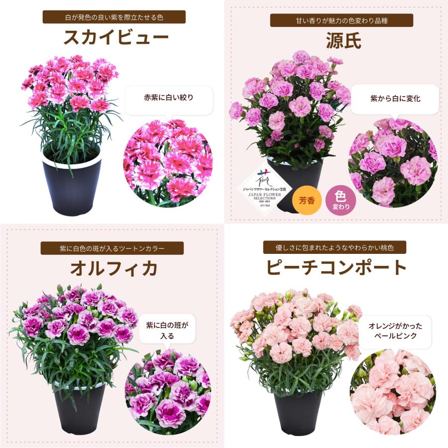 母の日 まだ間に合う 2026 日付指定可能 花 ギフト カーネーション 鉢植え スタンダード 5号 25色から選べる 産地直送 生花 2026母の日 60代 70代 80代 | エーデルワイス花の贈り物 | 32