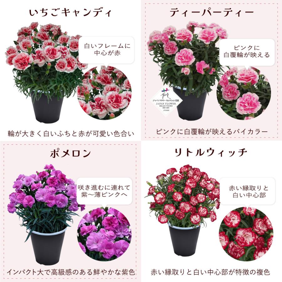 母の日 ギフト カーネーション 花  ははの日 2026 生花 60代 70代 80代 フラワーギフト 25色から選べる 産地直送 カーネーション5号鉢 スタンダード 25色 | エーデルワイス花の贈り物 | 32