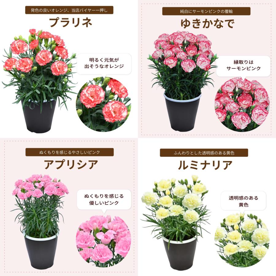 母の日 まだ間に合う 2026 日付指定可能 花 ギフト カーネーション 鉢植え スタンダード 5号 25色から選べる 産地直送 生花 2026母の日 60代 70代 80代 | エーデルワイス花の贈り物 | 33