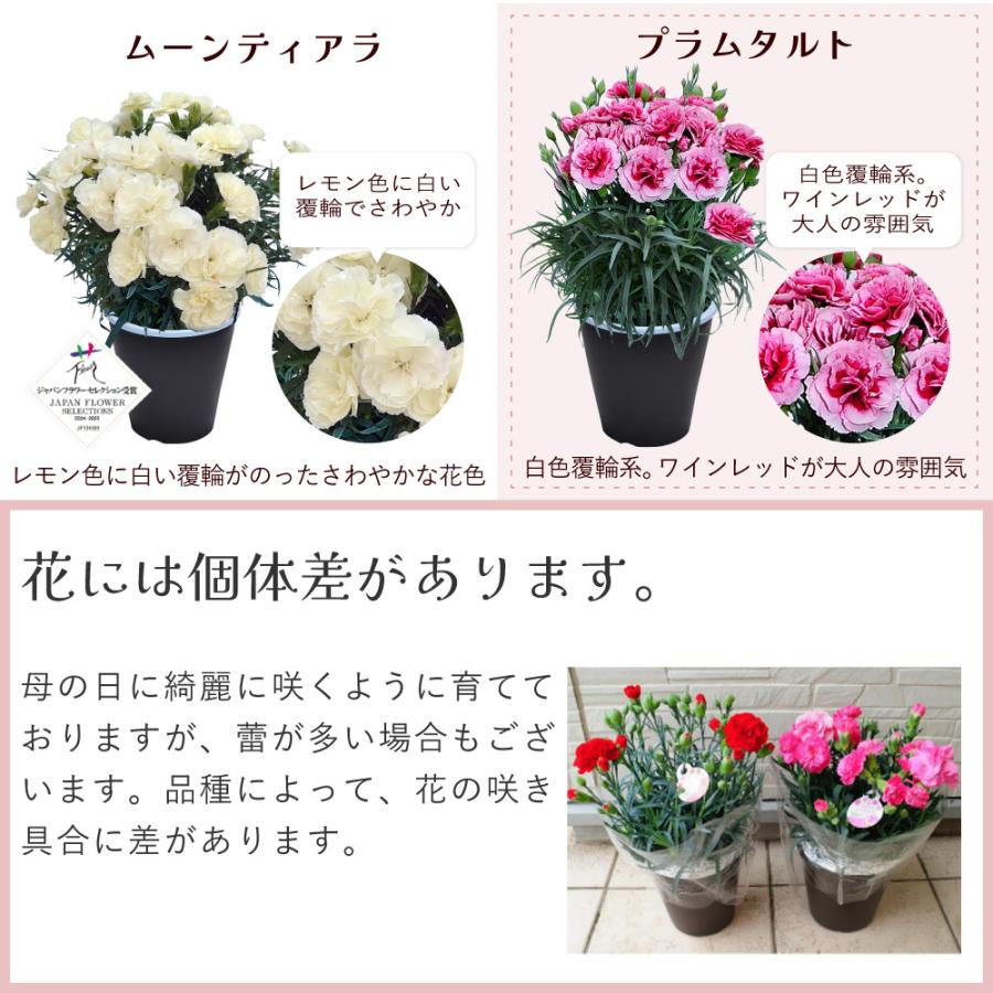 母の日 ギフト カーネーション 花  ははの日 2026 生花 60代 70代 80代 フラワーギフト 25色から選べる 産地直送 カーネーション5号鉢 スタンダード 25色 | エーデルワイス花の贈り物 | 33