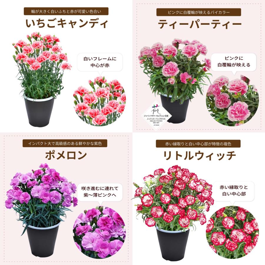 母の日 まだ間に合う 2026 日付指定可能 花 ギフト カーネーション 鉢植え スタンダード 5号 25色から選べる 産地直送 生花 2026母の日 60代 70代 80代 | エーデルワイス花の贈り物 | 34