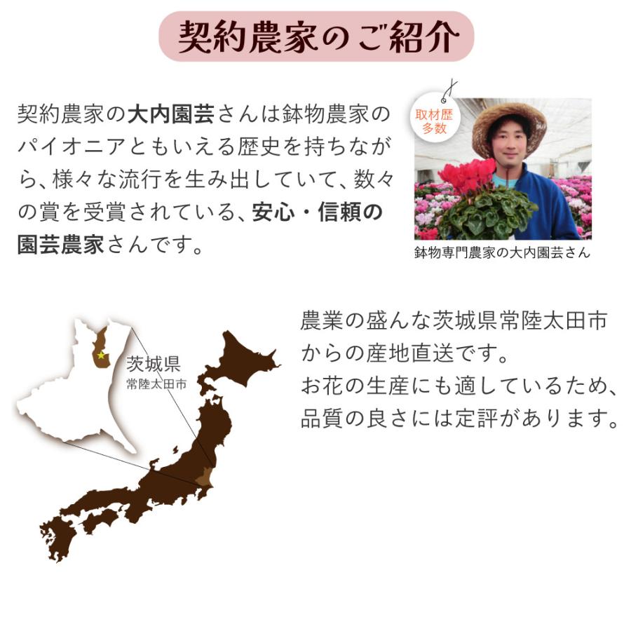母の日 ギフト カーネーション 花  ははの日 2026 生花 60代 70代 80代 フラワーギフト 25色から選べる 産地直送 カーネーション5号鉢 スタンダード 25色 | エーデルワイス花の贈り物 | 34