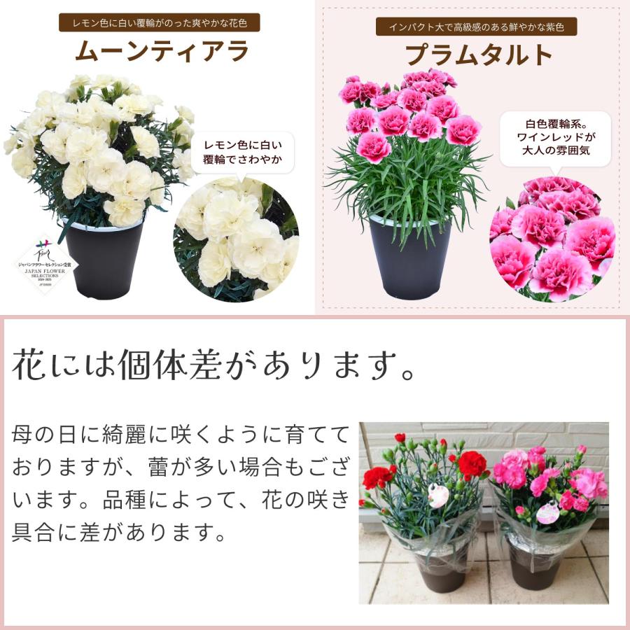母の日 まだ間に合う 2026 日付指定可能 花 ギフト カーネーション 鉢植え スタンダード 5号 25色から選べる 産地直送 生花 2026母の日 60代 70代 80代 | エーデルワイス花の贈り物 | 35