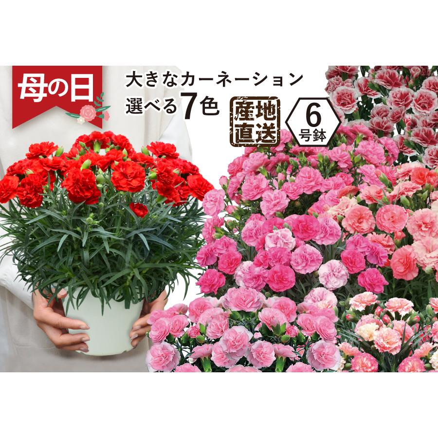 遅れてごめんね 母の日 花 鉢植え プレゼント 2024 産地直送 大きなサイズ 6号鉢 選べる 7色 カーネーション｜flower｜09